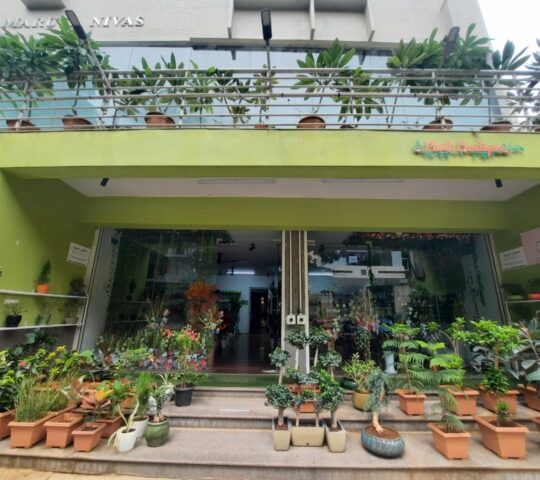 Plant Boutique